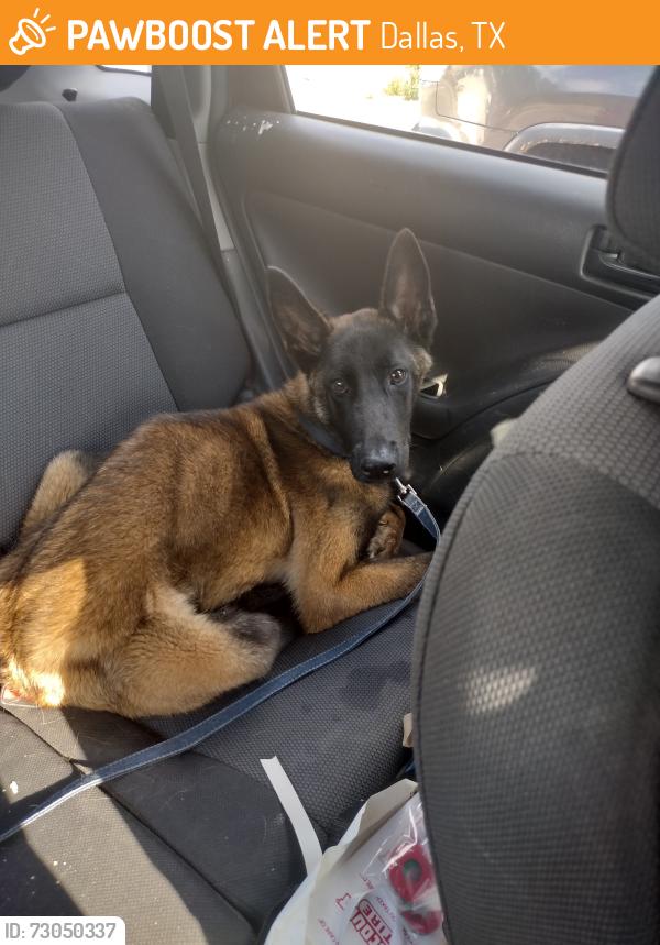 Found/Stray Male Dog last seen Near W Camp Wisdom Rd, Dallas, TX 75236