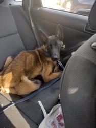 Found/Stray Male Dog last seen Near W Camp Wisdom Rd, Dallas, TX 75236