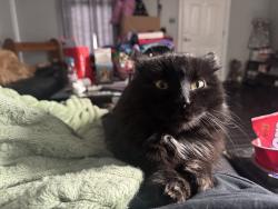 Lost Male Cat last seen Orient, wachtel, Lemay park, St. Louis, MO 63125