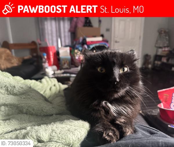 Lost Male Cat last seen Orient, wachtel, Lemay park, St. Louis, MO 63125