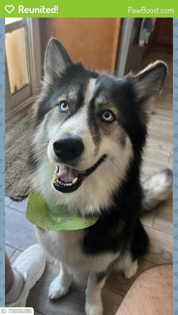 Reunited Female Dog last seen Euclid and Edinger , Fountain Valley, CA 92704