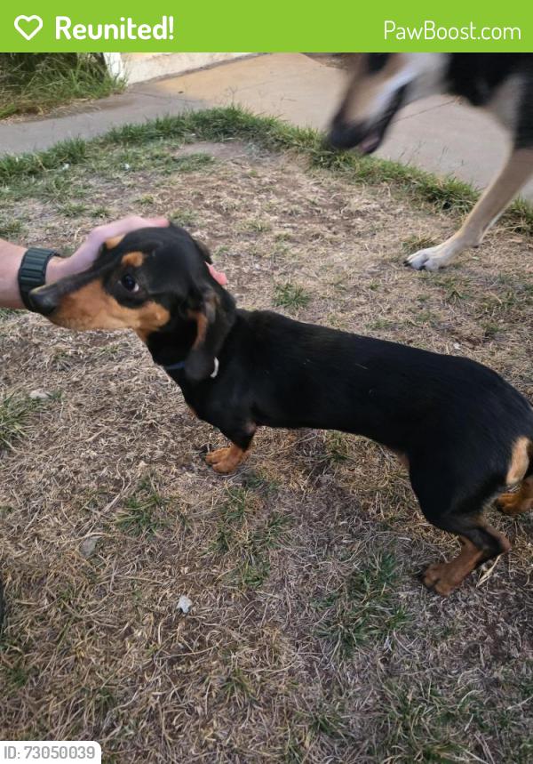 Reunited Female Dog last seen Hanover st and Roswell, San Diego, CA 92114