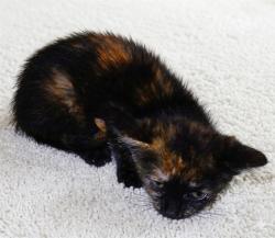 Shelter Stray Female Cat last seen Near BLOCK SAN SALVADORE AVE, 2020 Forest St, Jacksonville, FL 32204, USA