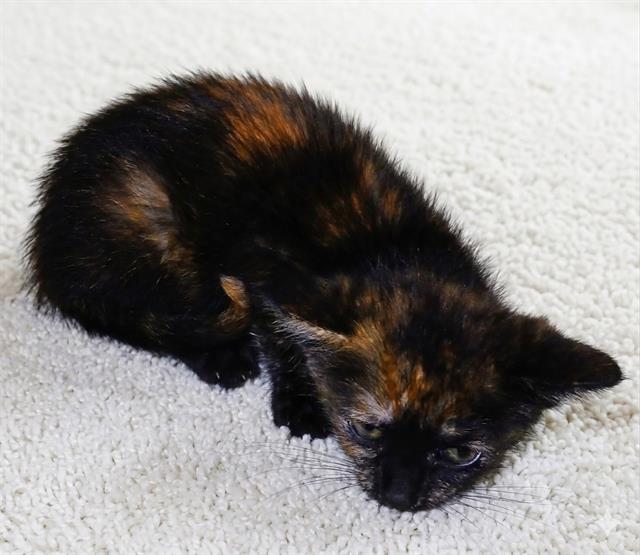 Shelter Stray Female Cat last seen Near BLOCK SAN SALVADORE AVE, 2020 Forest St, Jacksonville, FL 32204, USA