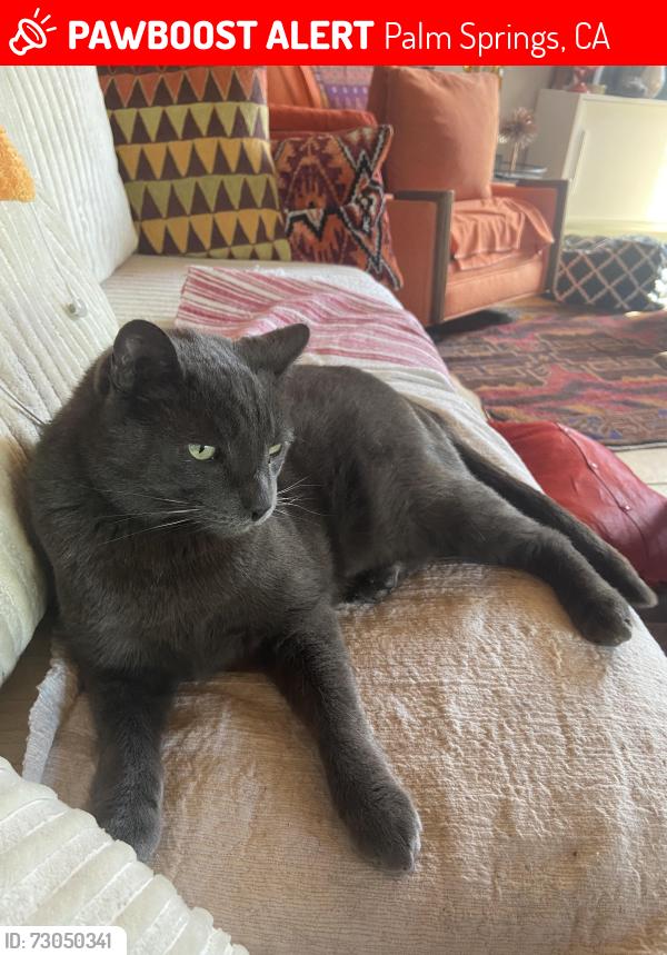 Lost Male Cat last seen Caballeros betw Racquet Club and Francis, Palm Springs, CA 92262