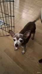 Reunited Female Dog last seen Intersection of S Sunshine Ave & W Lexington , El Cajon, CA 92020