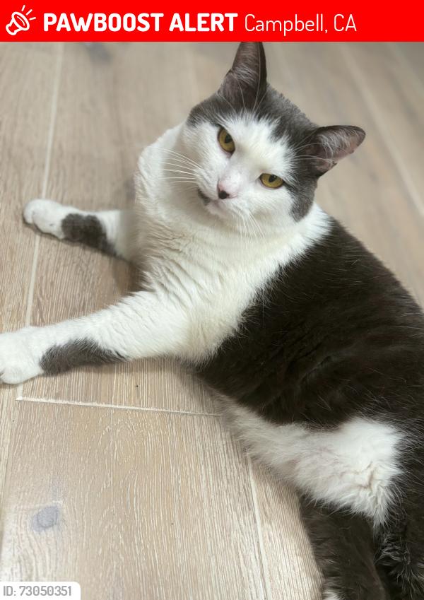 Lost Male Cat last seen Union Ave, Apricot Ave. Campbell Park, Campbell, CA 95011