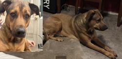 Lost Female Dog last seen 35th and Plumley, Cathedral City, CA 92234