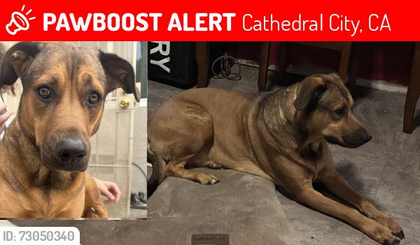 Lost Female Dog last seen 35th and Plumley, Cathedral City, CA 92234