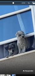 Lost Male Dog last seen Near n forest santa ana , Santa Ana, CA 92706