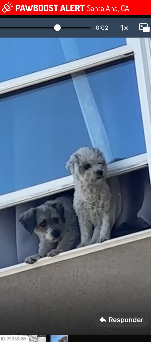 Lost Male Dog last seen Near n forest santa ana , Santa Ana, CA 92706