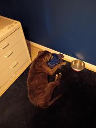 Reunited Female Dog last seen Malabar and Jupiter , Palm Bay, FL 32909