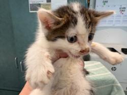 Shelter Stray Female Cat last seen , West Valley Animal Shelter, 20655 Plummer St, Chatsworth, CA 91311, USA