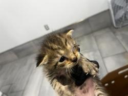 Shelter Stray Male Cat last seen CHARLOTTE, 8315 Byrum Dr, Charlotte, NC 28217, USA