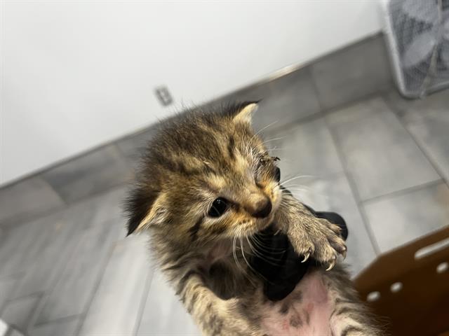 Shelter Stray Male Cat last seen CHARLOTTE, 8315 Byrum Dr, Charlotte, NC 28217, USA