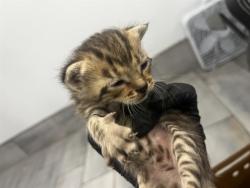 Shelter Stray Male Cat last seen CHARLOTTE, 8315 Byrum Dr, Charlotte, NC 28217, USA