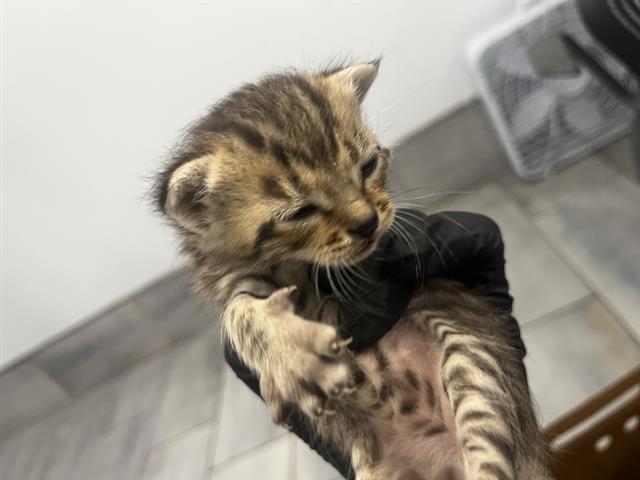 Shelter Stray Male Cat last seen CHARLOTTE, 8315 Byrum Dr, Charlotte, NC 28217, USA
