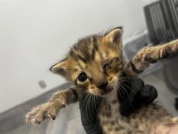 Shelter Stray Female Cat last seen CHARLOTTE, 8315 Byrum Dr, Charlotte, NC 28217, USA