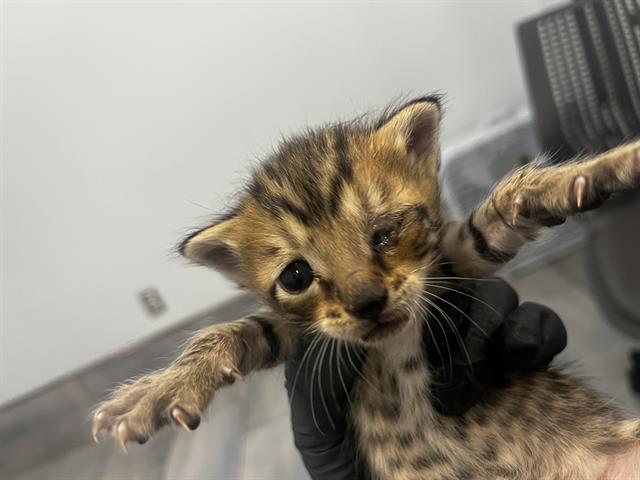 Shelter Stray Female Cat last seen CHARLOTTE, 8315 Byrum Dr, Charlotte, NC 28217, USA