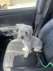 Reunited Female Dog last seen Crenshaw/Marine, Gardena, CA 90249