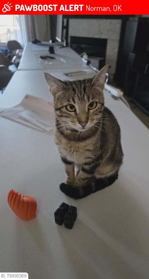Lost Female Cat last seen Bellatona Neighborhood, Norman, OK 73071