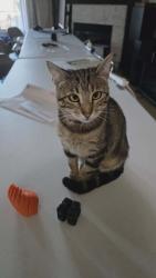 Lost Female Cat last seen Bellatona Neighborhood, Norman, OK 73071