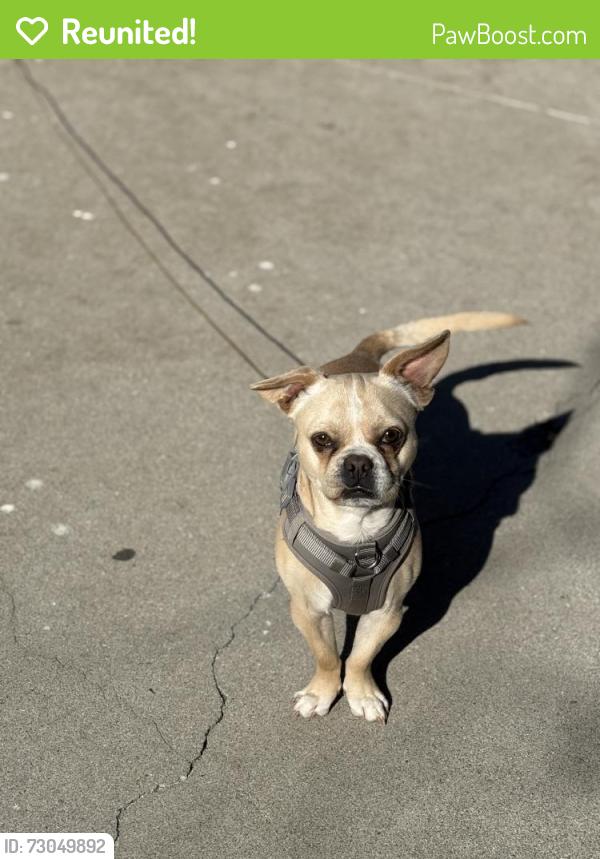 Reunited Male Dog last seen Hemlock and peck rd, El Monte, CA 91732