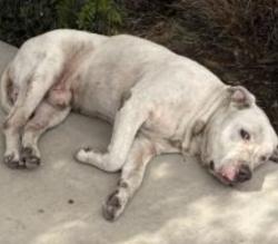 Lost Male Dog last seen Near E 41st St, Los Angeles, CA 90058, Los Angeles, CA 90058