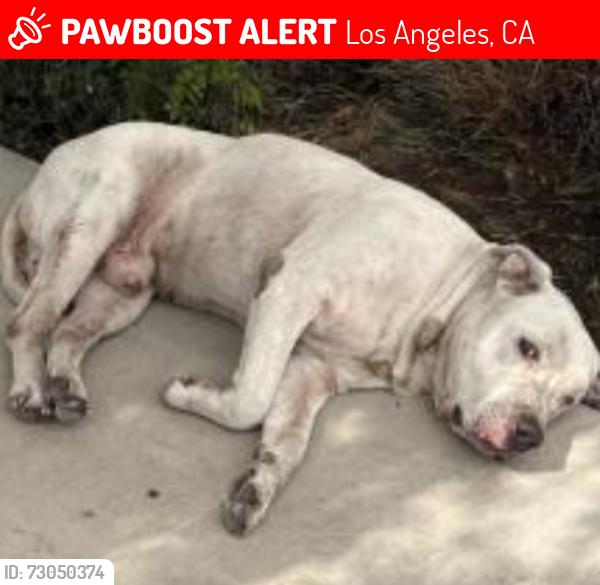 Lost Male Dog last seen Near E 41st St, Los Angeles, CA 90058, Los Angeles, CA 90058