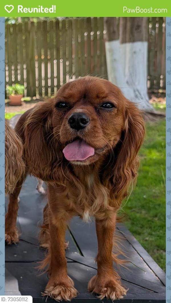 Reunited Female Dog last seen 16th ave & 50th st, Kenosha, WI 53140
