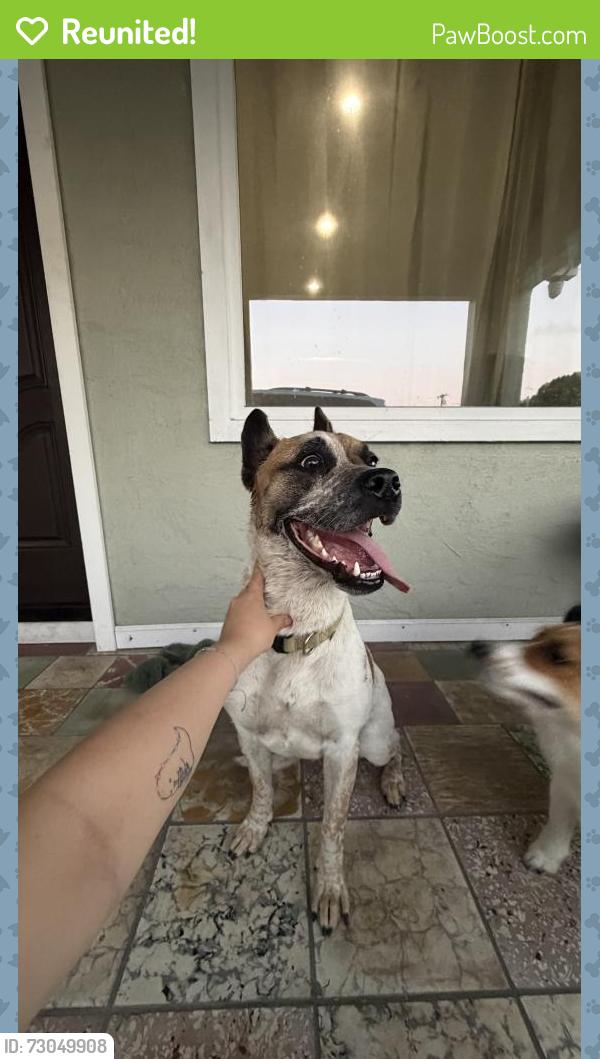 Reunited Female Dog last seen  Maxson elements school, El Monte, CA 91732