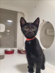 Shelter Stray Female Cat last seen , 16 Barnes Ct, Hayward, CA 94544, USA