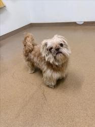 Shelter Stray Male Dog last seen A ST/HESPERIAN, 16 Barnes Ct, Hayward, CA 94544, USA