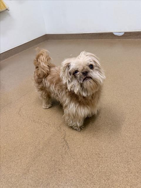 Shelter Stray Male Dog last seen A ST/HESPERIAN, 16 Barnes Ct, Hayward, CA 94544, USA