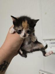 Shelter Stray Female Cat last seen Near BLOCK PORTY AVE, BAKERSFIELD CA 93313, 3951 Fruitvale Ave, Bakersfield, CA 93308, USA