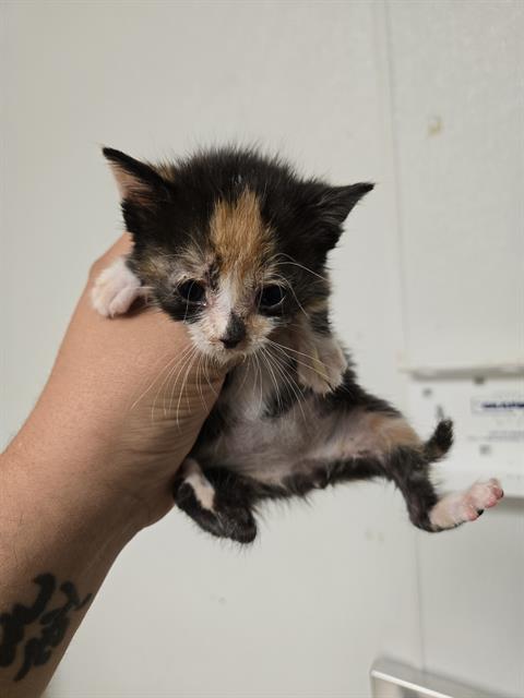 Shelter Stray Female Cat last seen Near BLOCK PORTY AVE, BAKERSFIELD CA 93313, 3951 Fruitvale Ave, Bakersfield, CA 93308, USA