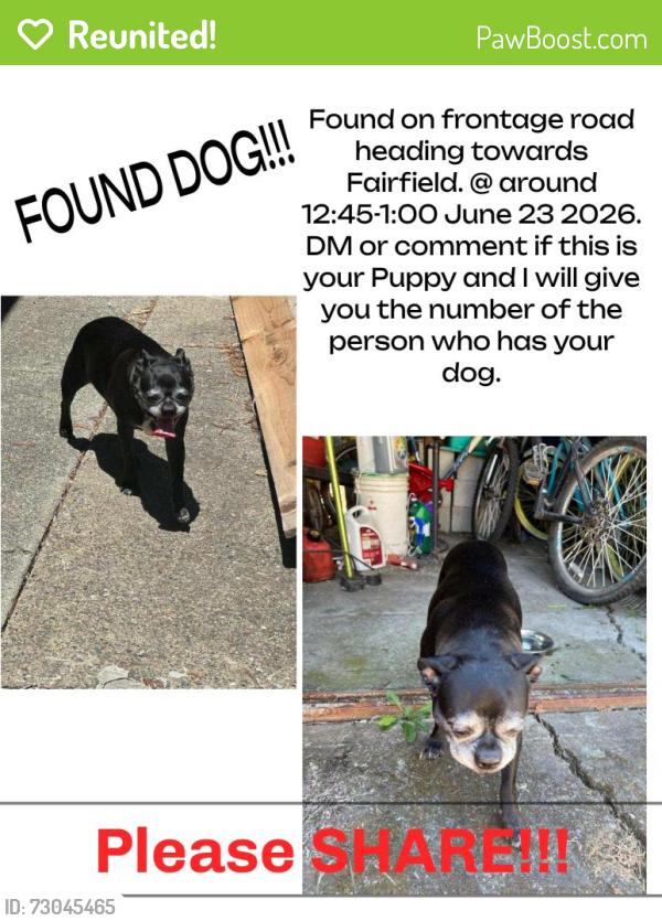 Reunited Female Dog last seen Vacaville, ca, Vallejo, CA 94590