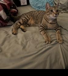Lost Male Cat last seen Near walnut hill dr Easley sc 29642, Easley, SC 29642
