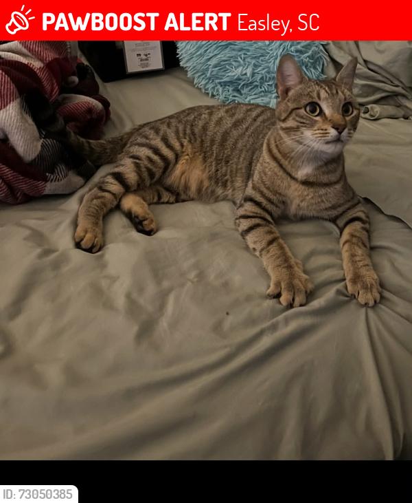 Lost Male Cat last seen Near walnut hill dr Easley sc 29642, Easley, SC 29642