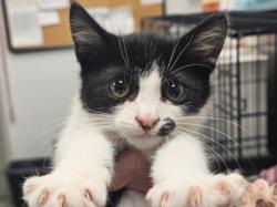 Shelter Stray Female Cat last seen , 14409 Vanowen St, Van Nuys, CA 91405, USA