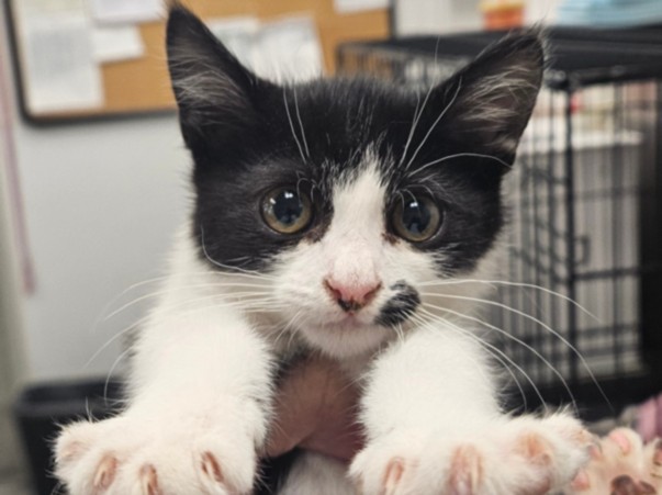 Shelter Stray Female Cat last seen , 14409 Vanowen St, Van Nuys, CA 91405, USA