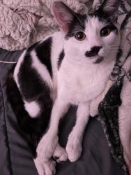 Lost Female Cat last seen unsure, Apple Valley, CA 92307