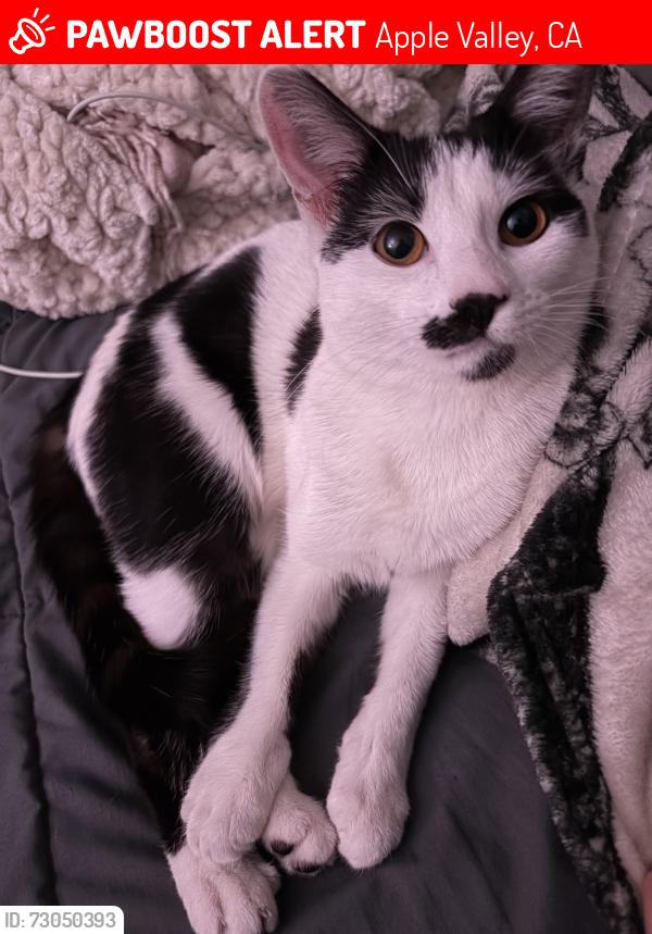 Lost Female Cat last seen unsure, Apple Valley, CA 92307