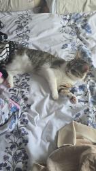 Lost Female Cat last seen At my hse she jumped out the window she's an indoor cat , Barrow upon Soar, England LE12 8WG