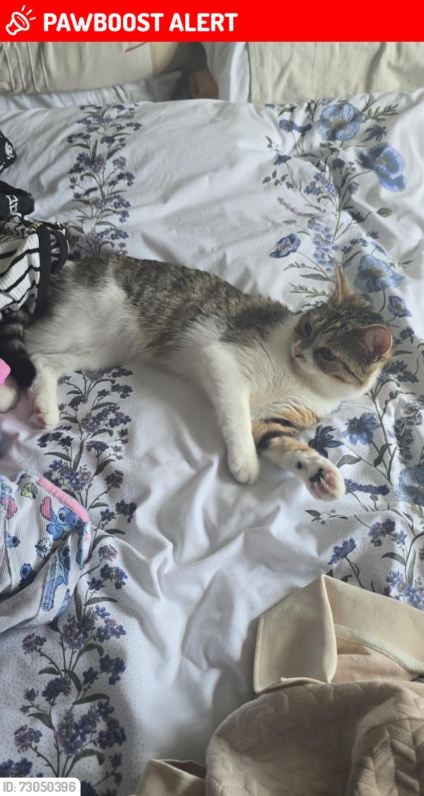 Lost Female Cat last seen At my hse she jumped out the window she's an indoor cat , Barrow upon Soar, England LE12 8WG