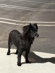 Found/Stray Unknown Dog last seen Near Santa Anita Ave, El Monte, CA 91731