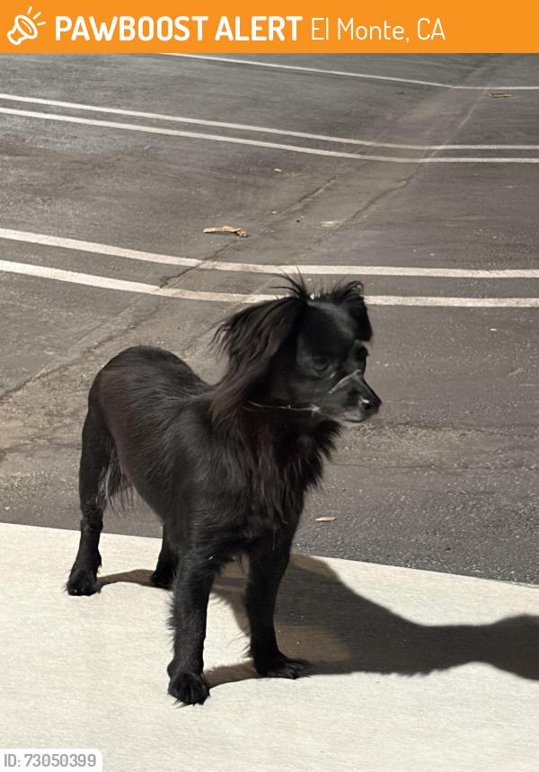 Found/Stray Unknown Dog last seen Near Santa Anita Ave, El Monte, CA 91731