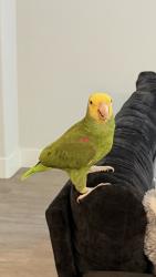 Reunited Male Bird last seen Chick Fil A Mission Center Rd, San Diego, CA 92124