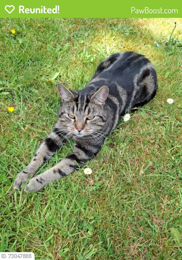 Reunited Male Cat last seen Cudham, Hazelwood, England TN14
