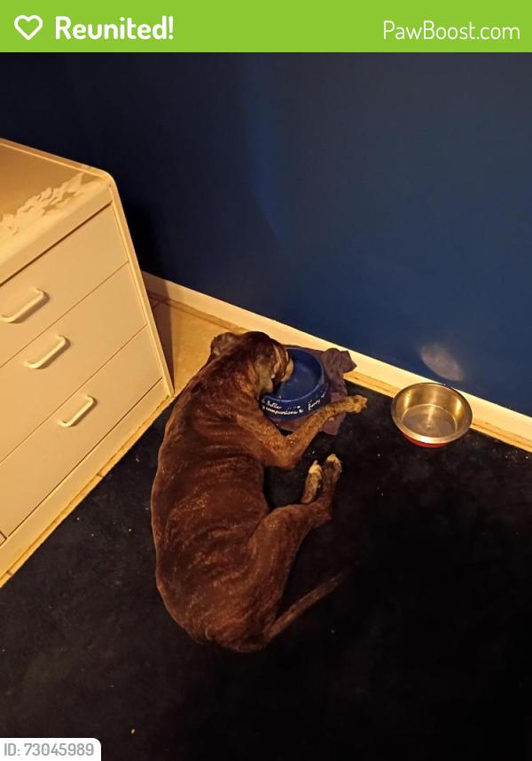 Reunited Female Dog last seen Malabar and Jupiter , Palm Bay, FL 32909